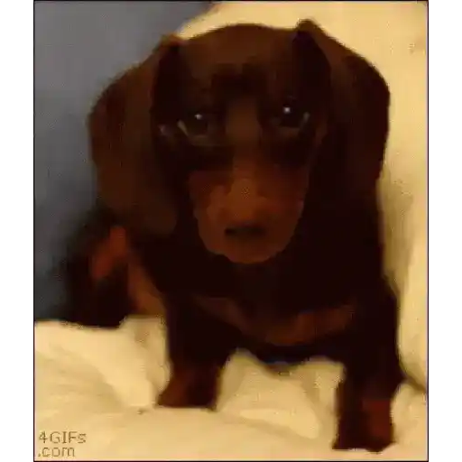 Perros salchichas 6