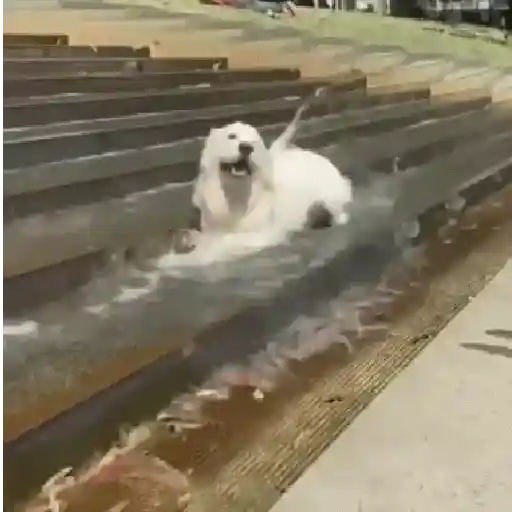 🥵 Verão | Doguinhos de Férias 17