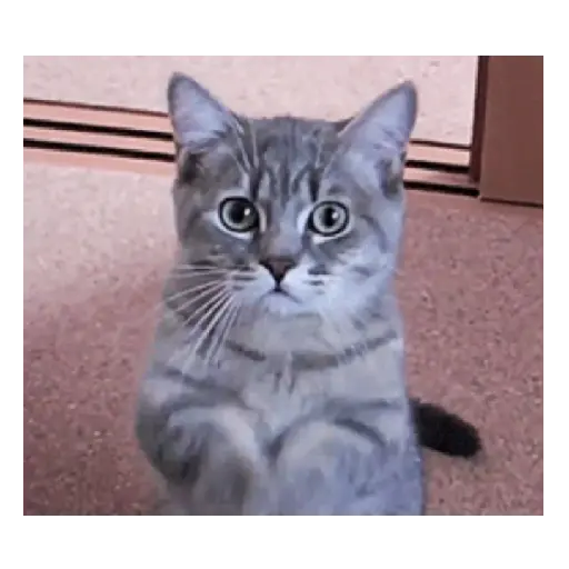 Gato expresión 👀👅😼 5