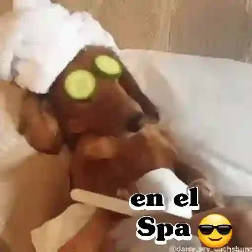 Perros salchichas 10