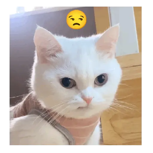 Gato expresión 👀👅😼 6