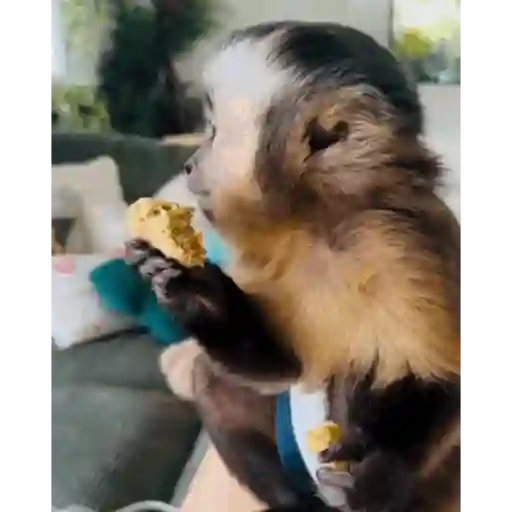 Monkeycrazys  2