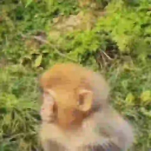 Macaquinho 1 14