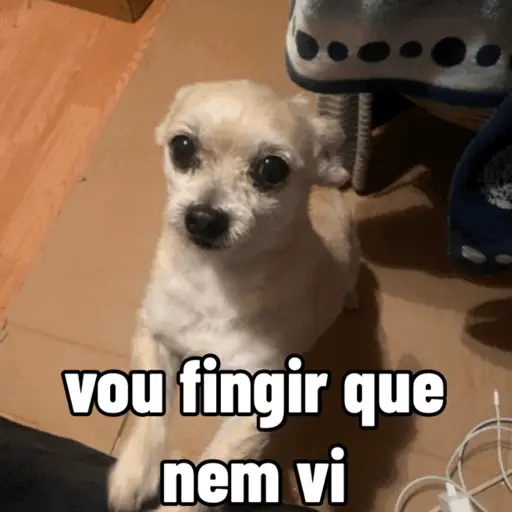 Cachorro responde 1