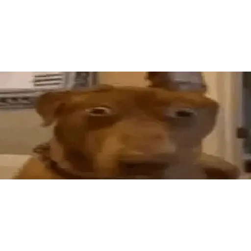 Chat-animadas 3 1