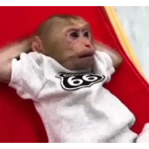 🐒🌴Monkey Crazys🌴🐒●Fabisita 🌷🍌 8