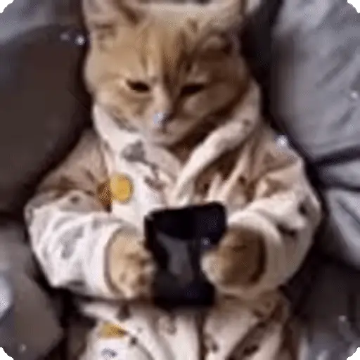 Ternura de gatos❤️🐾🐱 2