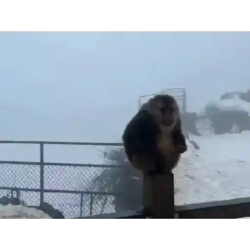 Monkeys  25