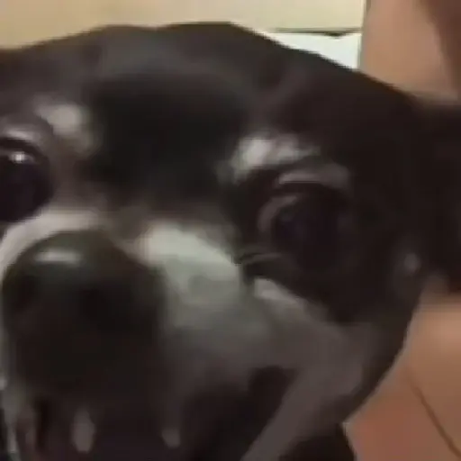 Reacción gifs mascotas 1.2 8