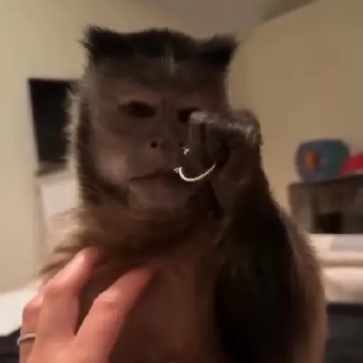 Monkeys  5