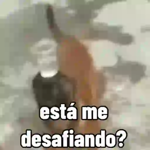 Cachorro responde 5