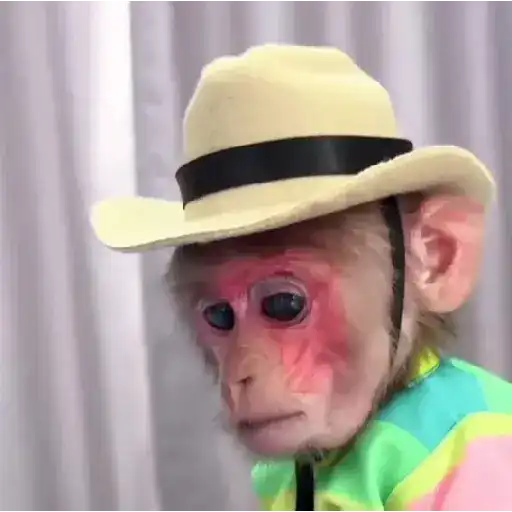 🐒🌴Monkey Crazys🌴🐒●Fabisita 🌷🍌 2