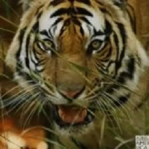 Tigre 6