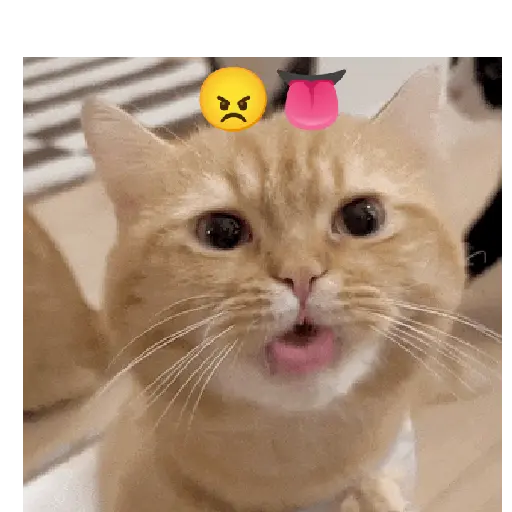 Gato expresión 👀👅😼 14