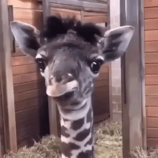 Animal Reactions 4