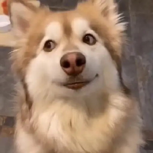 Reacción gifs mascotas 1.2 7