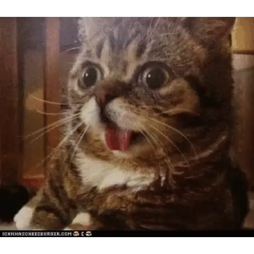 Animal Reactions 11
