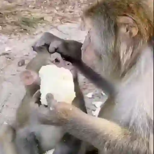 🐒🌴Monkey Crazys🌴🐒●Fabisita 🌷🍌 22