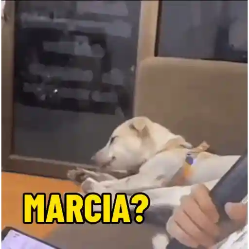 Cachorro responde 7