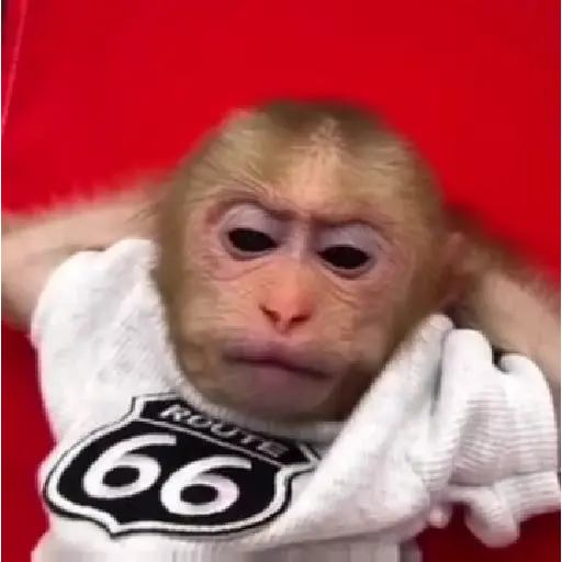 🐒🌴Monkey Crazys🌴🐒●Fabisita 🌷🍌 7