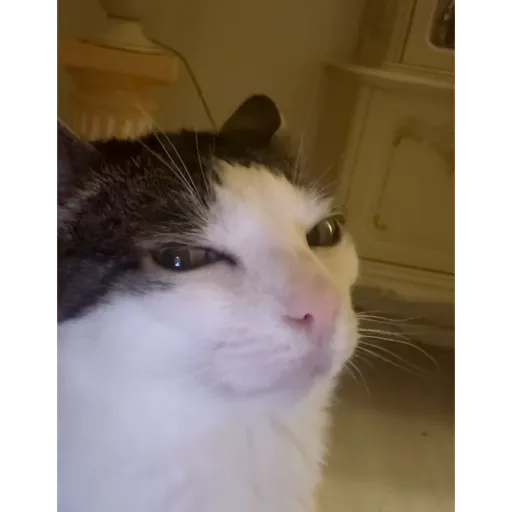 Aaaaaaaaaaaok 8