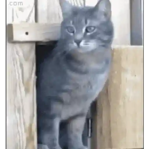 Animal Reactions 13