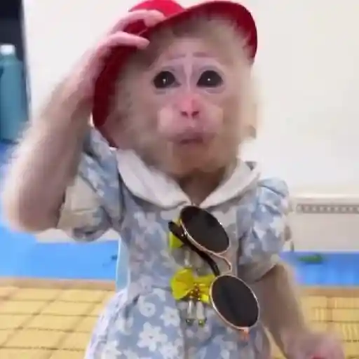 🐒🌴Monkey Crazys🌴🐒●Fabisita 🌷🍌 3