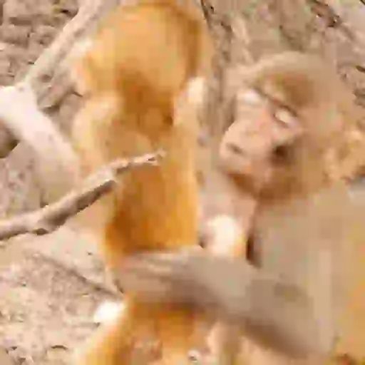 Macaquinho 1 5
