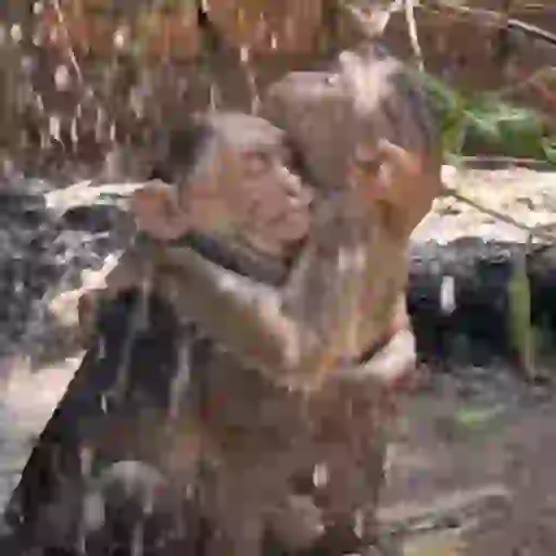 Macaquinho 1 15