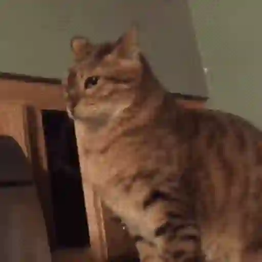 Cats 9