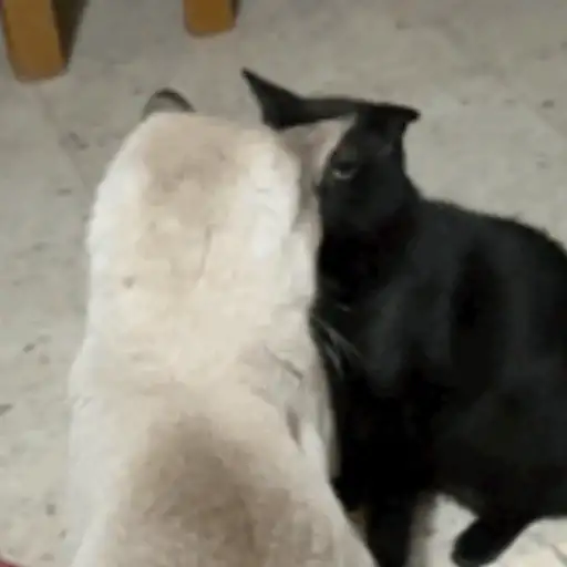 El que se lo robe es gey 26