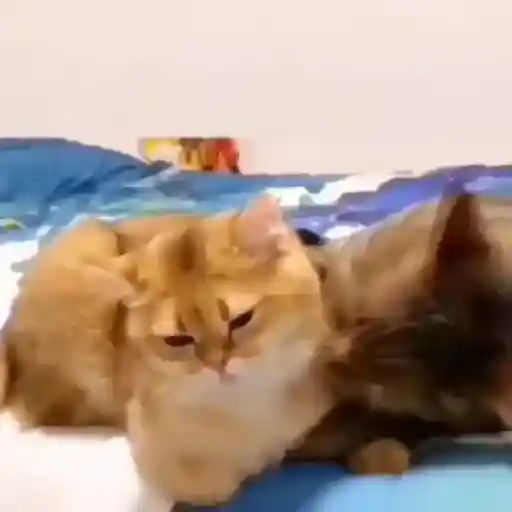 Pets Random 10