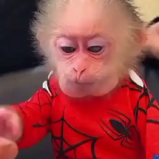 🐒🌴Monkey Crazys🌴🐒●Fabisita 🌷🍌 10