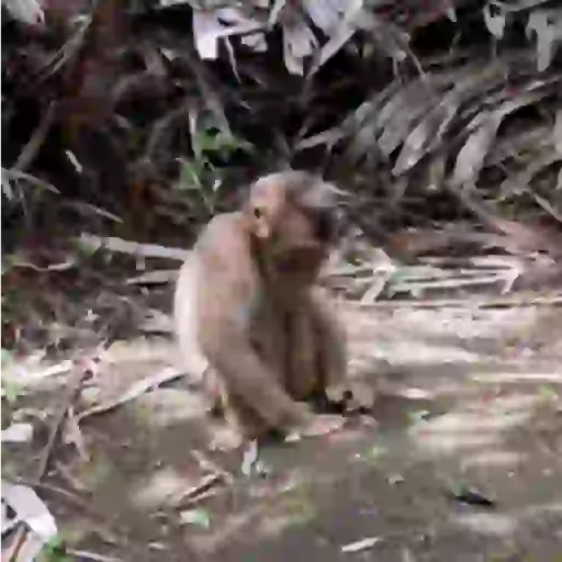 Macaquinho 1 11