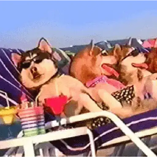 🥵 Verão | Doguinhos de Férias 2