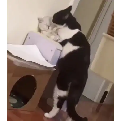Pets Random 12