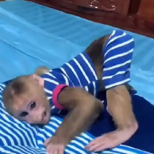 Monkeys  16