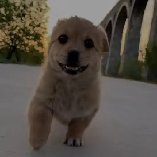 Reacción gifs mascotas 1.2 4