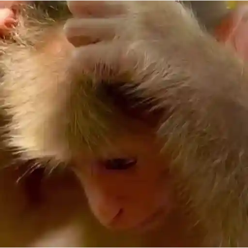 🐒🌴Monkey Crazys🌴🐒●Fabisita 🌷🍌 23