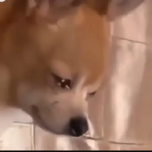 Reacción gifs mascotas 1.2 2