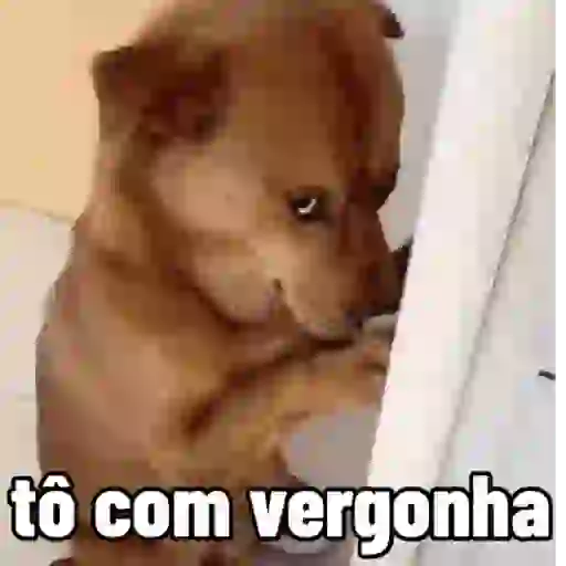 Cachorro responde 4