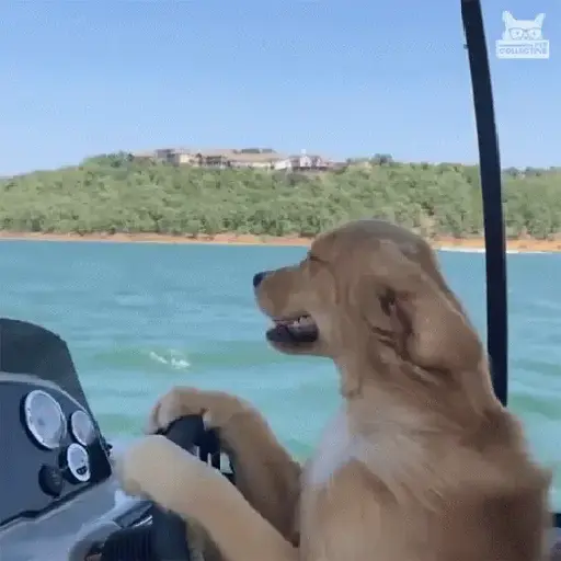 🥵 Verão | Doguinhos de Férias 3