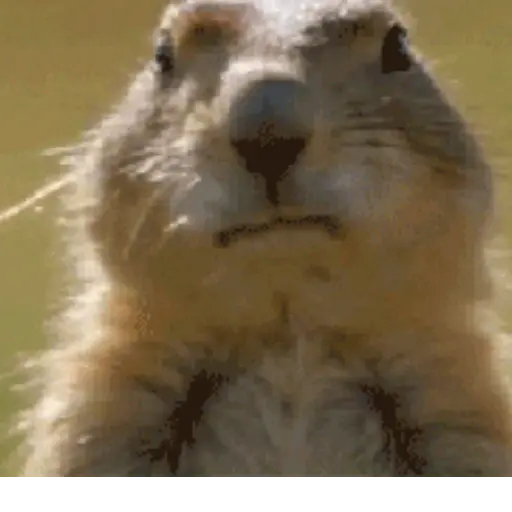 Animal Reactions 8