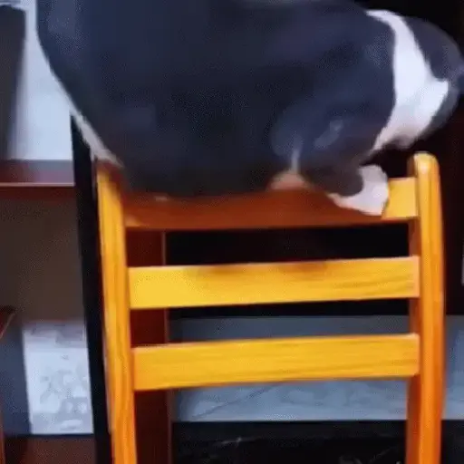 Memes de gatos🐾✨ 13