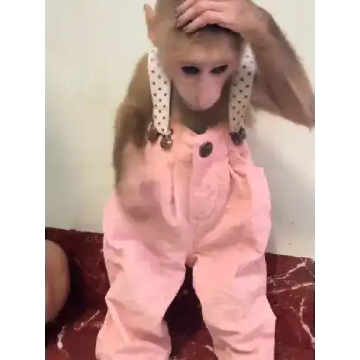 Monkeys  10