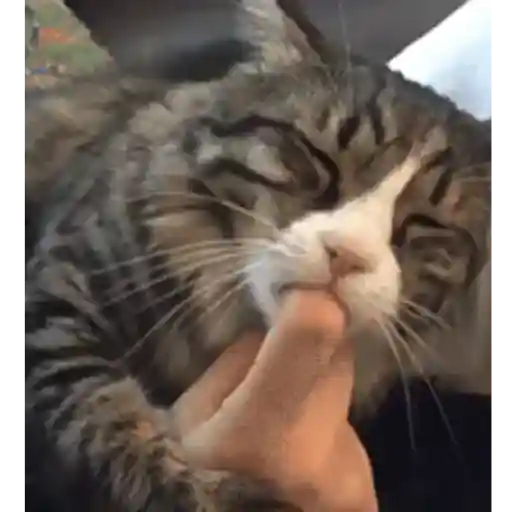 Cats 8