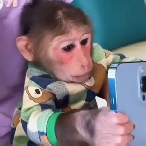 🐒🌴Monkey Crazys🌴🐒●Fabisita 🌷🍌 12
