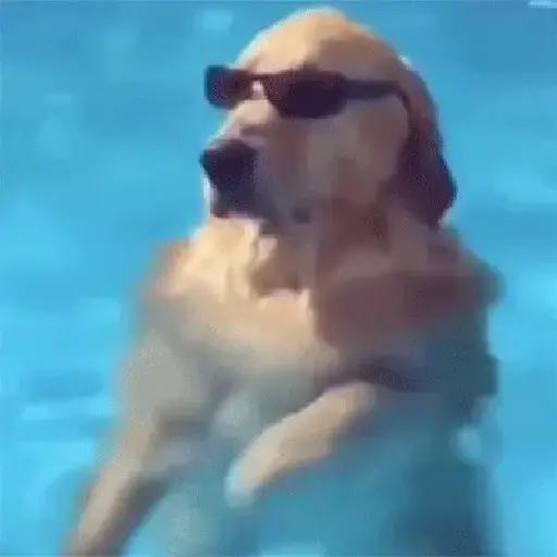 🥵 Verão | Doguinhos de Férias 1