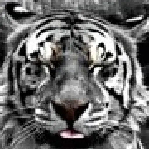 Tigre 8