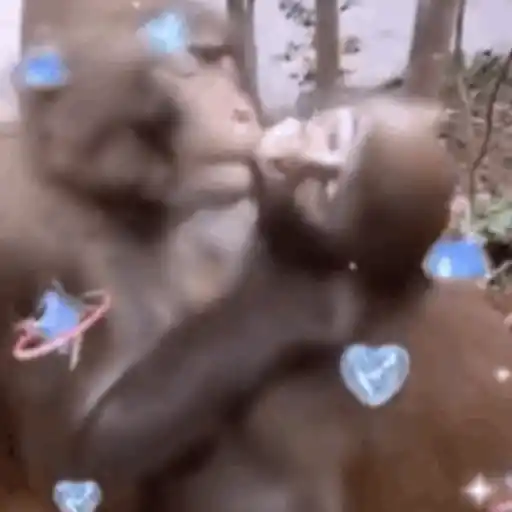 Macaquinho 1 10
